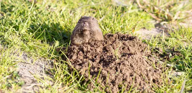 A gopher mound of dirt in green grass. A small gopher likely lives underneath.