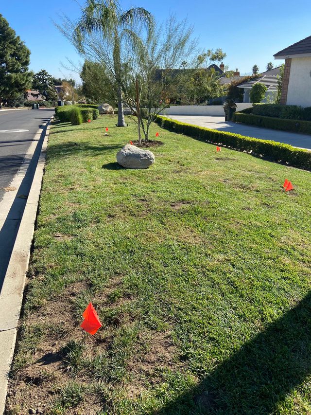 Professional gopher trap placement - orange flags marking active gopher tunnels in residential lawn